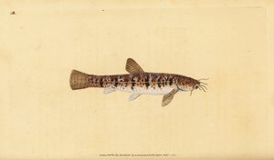 Cobite barbatula, Barbatula barbatula. Incisione a mano colorata a rame disegnata e incisa da Edward Donovan dal suo Natural History of British Fishes, Donovan e F.C. e J. Rivington, Londra