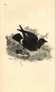 Uccello delle tempeste, Hydrobates pelagicus da Edward Donovan
