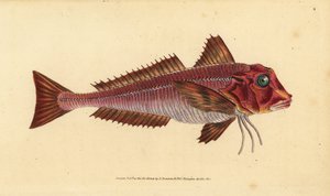Gallinella striata, Trigloporus lastoviza (Trigla lineata). Incisione a mano colorata disegnata e incisa da Edward Donovan dalla sua Storia Naturale dei Pesci Britannici, Donovan e F.C. e J. Rivington, Londra da Edward Donovan