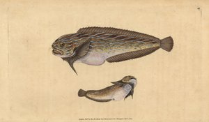 Pesce lumaca striato, Liparis liparis liparis da Edward Donovan
