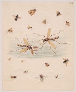 Studi di animali invertebrati, Volume II da Edward Donovan