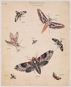 Studi di animali invertebrati, Volume II da Edward Donovan