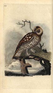 Allocco. Incisione a mano colorata a rame disegnata e incisa da Edward Donovan dal suo Natural History of British Birds, Londra da Edward Donovan