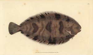 Sogliola variegata, Microchirus variegatus da Edward Donovan