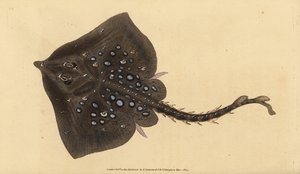 Raja clavata. Quasi minacciata. Incisione a mano colorata disegnata e incisa da Edward Donovan dal suo Natural History of British Fishes, Donovan e F.C. e J. Rivington, Londra