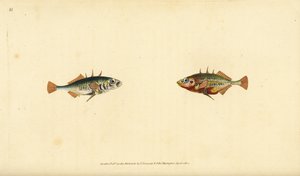 Gasterosteus aculeatus. Incisione a mano colorata disegnata e incisa da Edward Donovan dal suo Natural History of British Fishes, Donovan e F.C. e J. Rivington, Londra da Edward Donovan