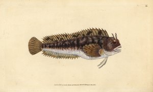 Blennius gattorugine, Parablennius gattorugine. Incisione a mano colorata disegnata e incisa da Edward Donovan dal suo Natural History of British Fishes, Donovan e F.C. e J. Rivington, Londra