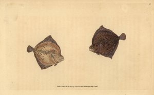 Rombo chiodato, Scophthalmus maximus. Incisione a mano colorata disegnata e incisa da Edward Donovan dal suo 