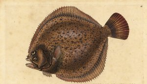 Rombo chiodato, Scophthalmus maximus (Pleuronectes maximus). Incisione colorata a mano tratta da Edward Donovan dal suo Natural History of British Fishes, Donovan e F.C. e J. Rivington, Londra