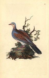 Tortora. Incisione a mano colorata a rame disegnata e incisa da Edward Donovan dal suo Natural History of British Birds (1794-1819) da Edward Donovan