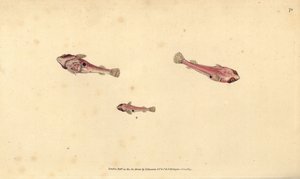 Pesce ventosa a due macchie, Diplecogaster bimaculata bimaculata
