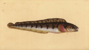 Zoarces viviparus da Edward Donovan