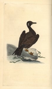 Gabbiano reale giovane. Incisione a mano colorata a rame disegnata e incisa da Edward Donovan dal suo Natural History of British Birds, Londra