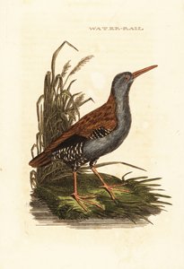 Porciglione, Rallus aquaticus da Edward Donovan