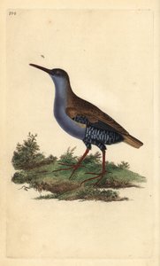 Porciglione, Rallus aquaticus da Edward Donovan