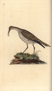 Chiurlo piccolo. Incisione a mano colorata a rame disegnata e incisa da Edward Donovan dal suo Natural History of British Birds, Londra da Edward Donovan