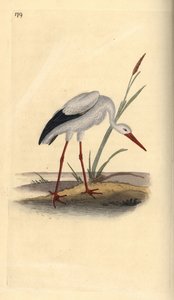 Cicogna bianca, Ciconia ciconia da Edward Donovan
