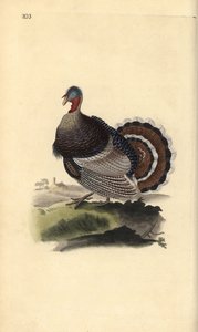 Tacchino selvatico, Meleagris gallopavo da Edward Donovan