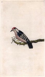 Picchio, Dendrocopos minor