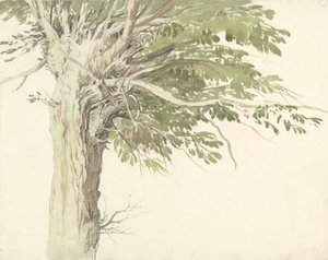 Studio di un albero capitozzato - un salice da Edward Duncan