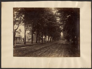 [Strada alberata] da Edward H. Hart