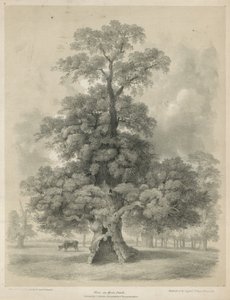 Olmo a Hyde Park, Londra da Edward Hassell
