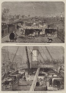 Bovini per il mercato di Natale da Edward Hull