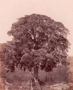 Studio di albero