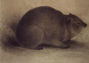 Procavia delle Rocce