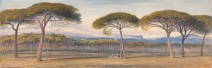 Veduta dei Boschi di Pini Sopra Cannes
