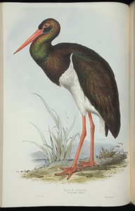 Cicogna Nera, da 