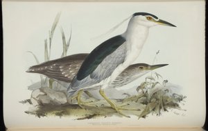 Nitticora Comune, da 