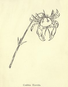 Crabbia Horrida da Edward Lear