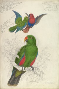 Eclectus Roratus Polychloros