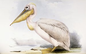 Grande pellicano bianco da Edward Lear