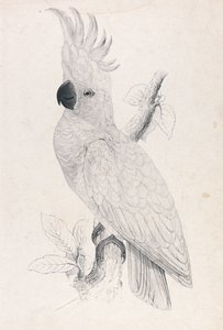  da Edward Lear