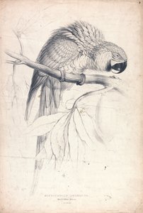  da Edward Lear