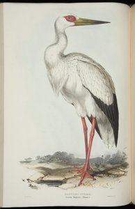 Cicogna Maguari, da 