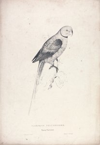  da Edward Lear