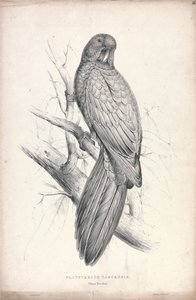  da Edward Lear