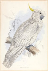 Plyctolophus Galeritus. Cacatua maggiore crestato di zolfo.