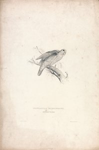 Psittacula rubrifrons / Pappagallino dalla fronte rossa (Tavola 41)