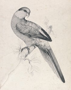  da Edward Lear