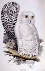 Gufo delle nevi, 1832-1837