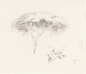 Pino ombrello e altri studi da Edward Lear