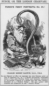 Charles Darwin, ritratti di fantasia di Punch, n. 54, illustrazione da 