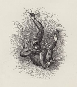 Illustrazione per The Water-Babies di Charles Kingsley da Edward Linley (after) Sambourne