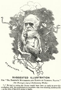 Cartone animato di Punch: Illustrazione Suggerita per i Movimenti e le Abitudini delle Piante Rampicanti del Dr. Darwin (incisione)
