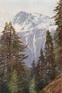 Kotwal dalla foresta sopra Kangan, Valle di Sind