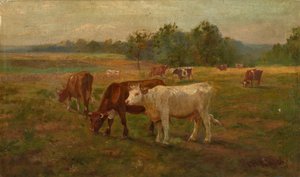 Mucche, n.d.